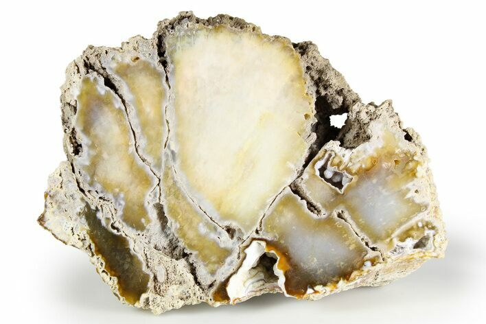 Agatized Fossil Coral - Florida #257869